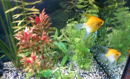 aquarium scalaires