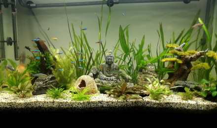 aquarium ♒ Aquarium Ciano