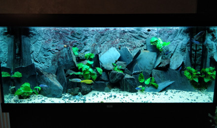 aquarium Juwel 450L