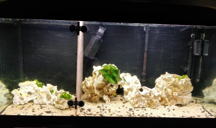 aquarium Élevage 220L