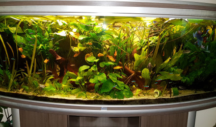 aquarium Communautaire 1