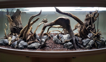 aquarium Aquascape
