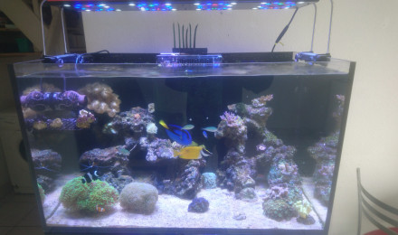 aquarium Reefer 250