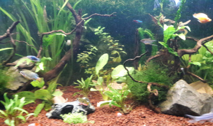 aquarium 300L Communautaire