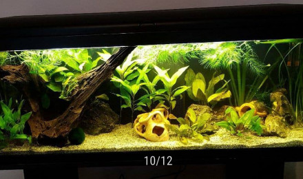 Plante aquatique Hornwort luxuriante PLANTES D'AQUARIUM VIVANTES Plantes  aquatiques d'eau douce pour les décorations d'aquarium Achetez2, obtenez1  gratuitement Livraison gratuite -  France