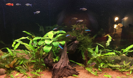 aquarium Amazonien