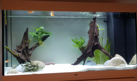 aquarium Amerique Centrale