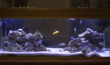 aquarium Malawi