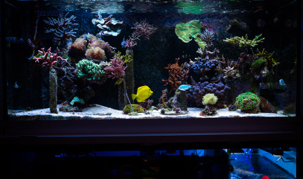 aquarium KicahTank