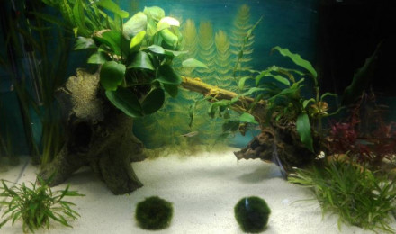 aquarium Anthony