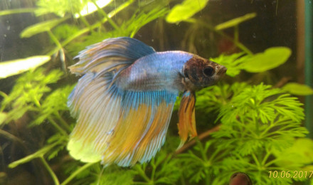 aquarium Bac Combattant