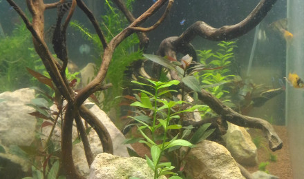 aquarium Ciano 240l