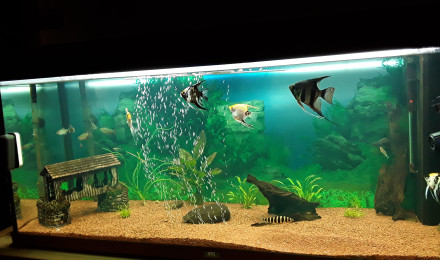 aquarium Regis