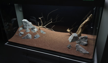 aquarium Osaka amazonien