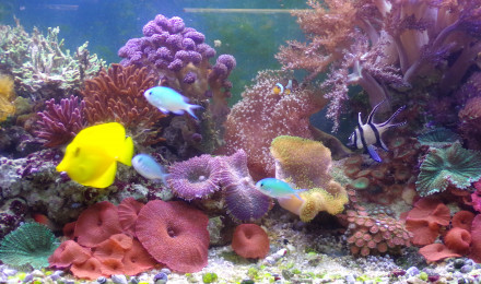 aquarium Récifal méthode DSB