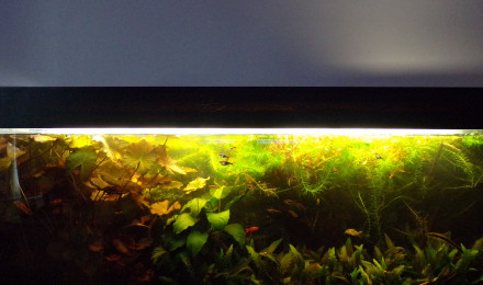 aquarium Aquarium d'eau douce sans filtration