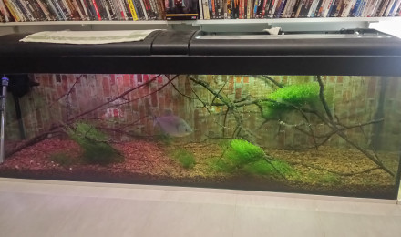 aquarium Biotope amazonien serrasalmus rhombeus