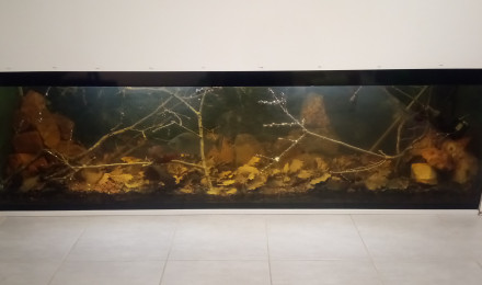 aquarium Biotope amazonien serrasalmus rhombeus