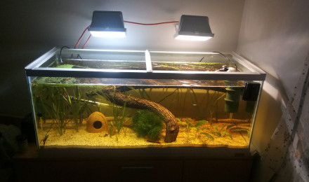 aquarium Biotope amazonien