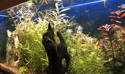 aquarium Communautaire 240 litres