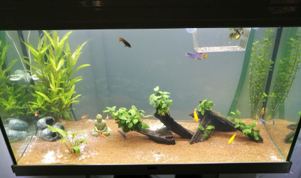 aquarium 250L eau chaude