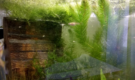 aquarium 60L low tech