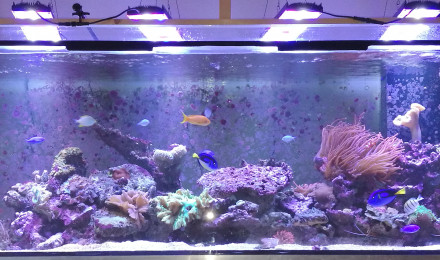 aquarium 087bob