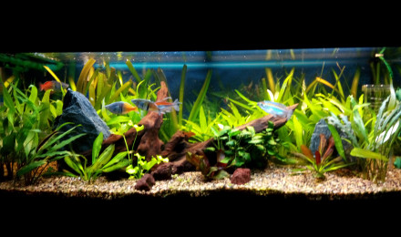 aquarium Juwel Rio 180l