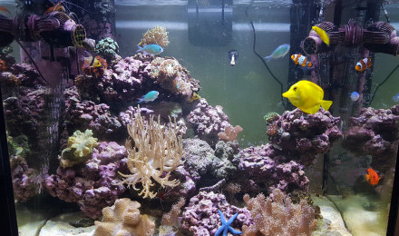 aquarium tazseawater