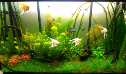 aquarium Amazonien  Osaka 260