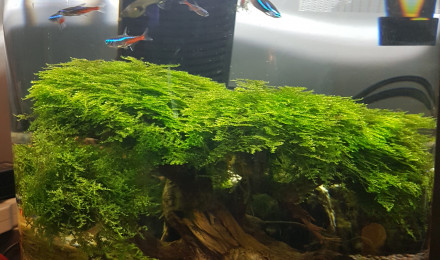 aquarium Tazeaudouce