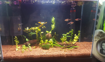 aquarium Nano 20L