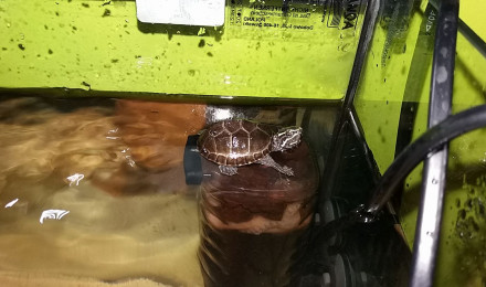 aquarium Odoratus