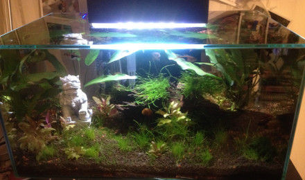 aquarium BettaBac