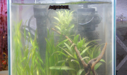 aquarium Aquarium Neocaridina Davidi ex. Heteropoda Blue Diamond