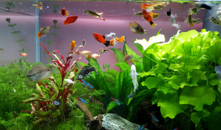 aquarium 120 litres