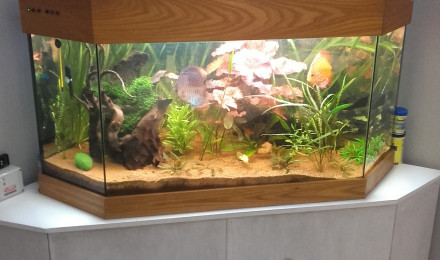 aquarium Bac à discus