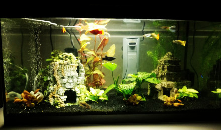 aquarium Guppy molly