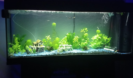 aquarium 130L