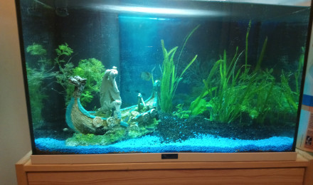aquarium 60L
