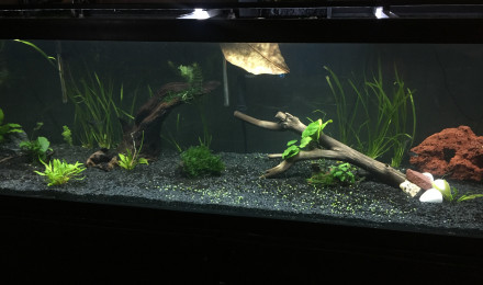 aquarium 125 gallons