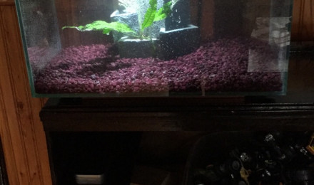 aquarium 6 gallons