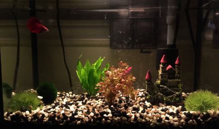 aquarium 5 gallons