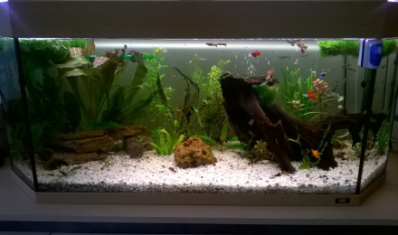 aquarium paradyse