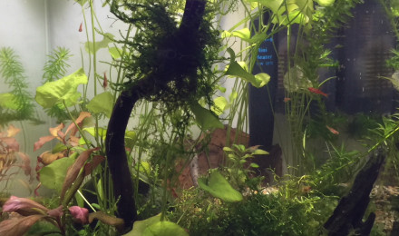 aquarium Nano cube
