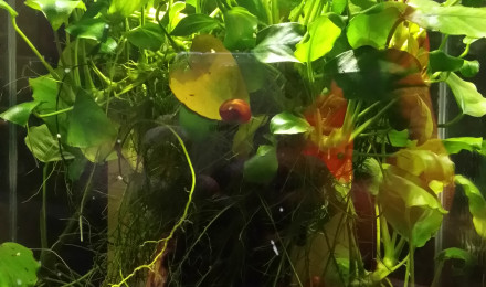 aquarium yohann81 killies