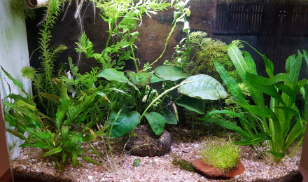 aquarium bac 30 L