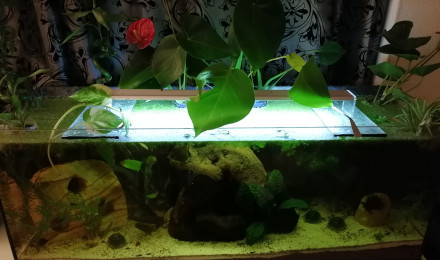 aquarium 120L low tech