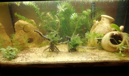 aquarium 54L low tech