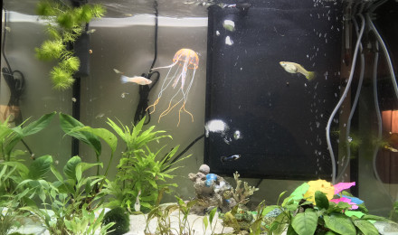 aquarium Communautaire guppy crevettes